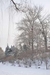 北京雪降，喜悦与挑战并行